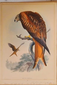 Red tail Hawk 'Milvus Regalis' Gould engraving