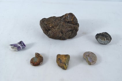 Collection of 6 ammonite, fossils ammolites