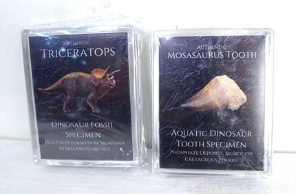 Triceratops Fossil & Mosasaurus Tooth