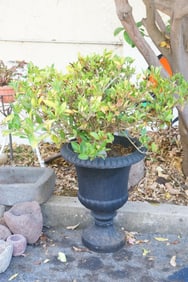 Garden Urn with Gardenia
