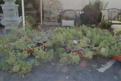 Japanese Bonsai Juniper trees in planters - 2