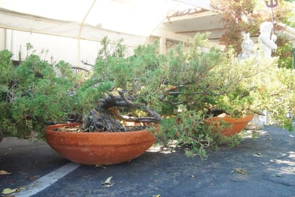 Japanese Bonsai Juniper trees in planters - 2