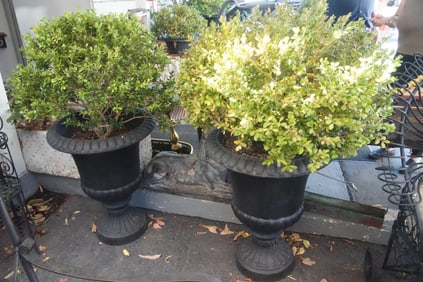 Pair of boxwood trees in urns