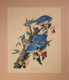 J.J. Audubon 'Blue Jay' Havell Ed. Lithograph