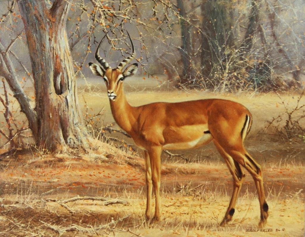 Eric Forlee 16"x20" oil Africa Impala: Eric Forlee 16"x20" oil Africa Impala