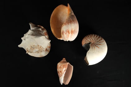 Collection of 4 very large Sea Shells