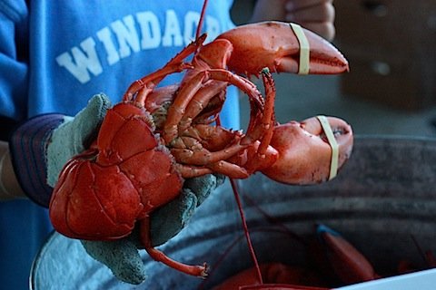 Bring In the Dancing Lobster (Rolls)!: Experience the magic of Mike Mazzeo's epic lobster roll kit, which will feed eight lucky guests the biggest lobster roll of their life! Courtesy of Mazzeo's at Guido's, the winner will take home EIGHT
