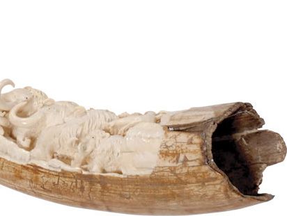 Rare Hand Carved Mastodon Ivory Mammoth Tusk - 3