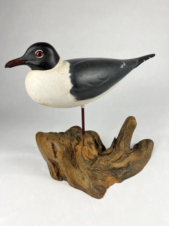 Shore bird- Laughing Gull- Jack E Judd (1 of 8)