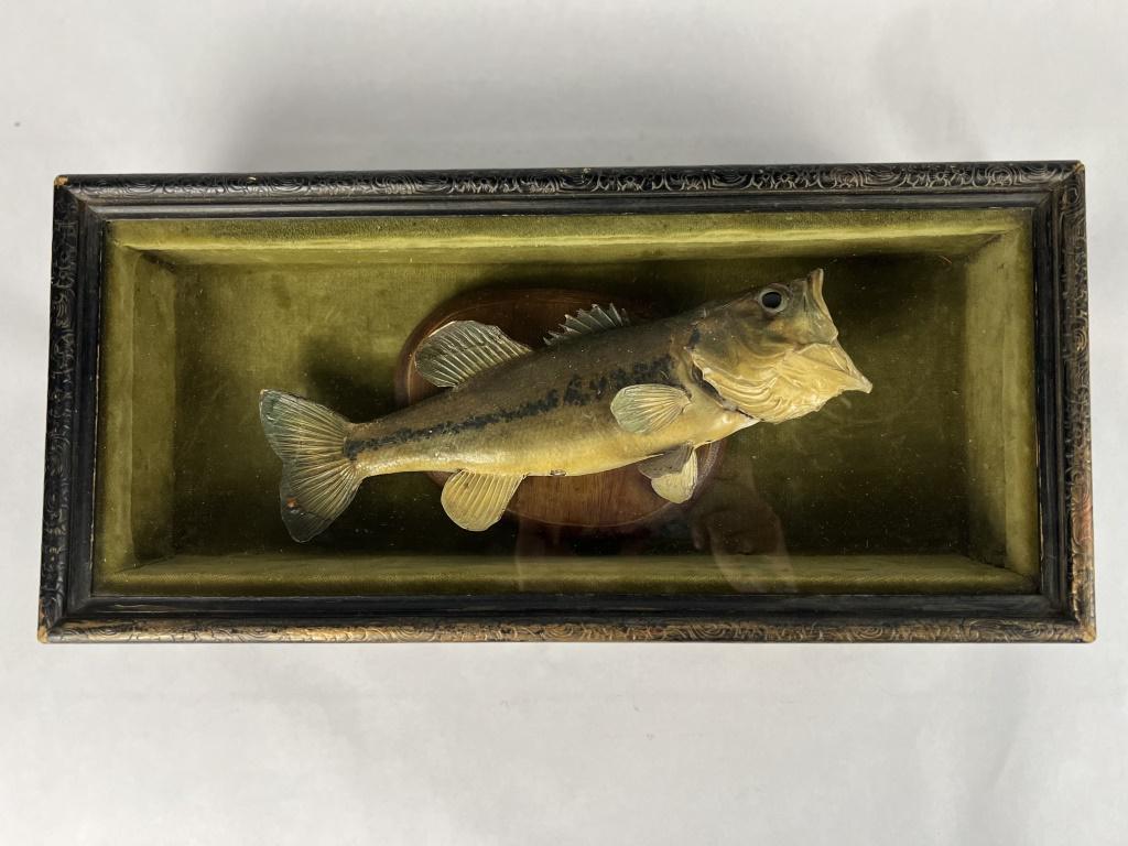 Antique Taxidermy Bass (1 of 6)