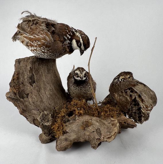 Quail taxidermy: Three sweet little taxidermy quail mounted on wood with moss. Condition: Some feathers ruffled. Dimensions: H 12" x W 17" x D 9"