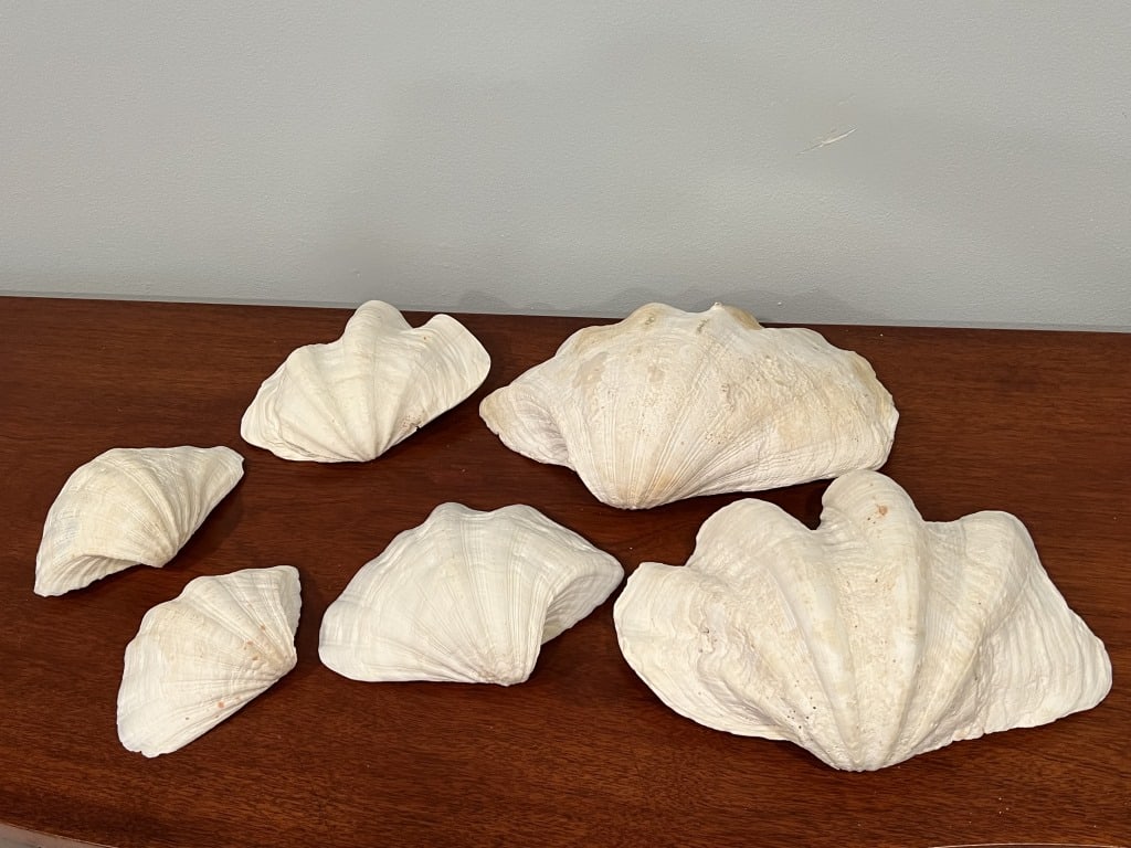 (6) Large, decorative clam shells (1 of 12)