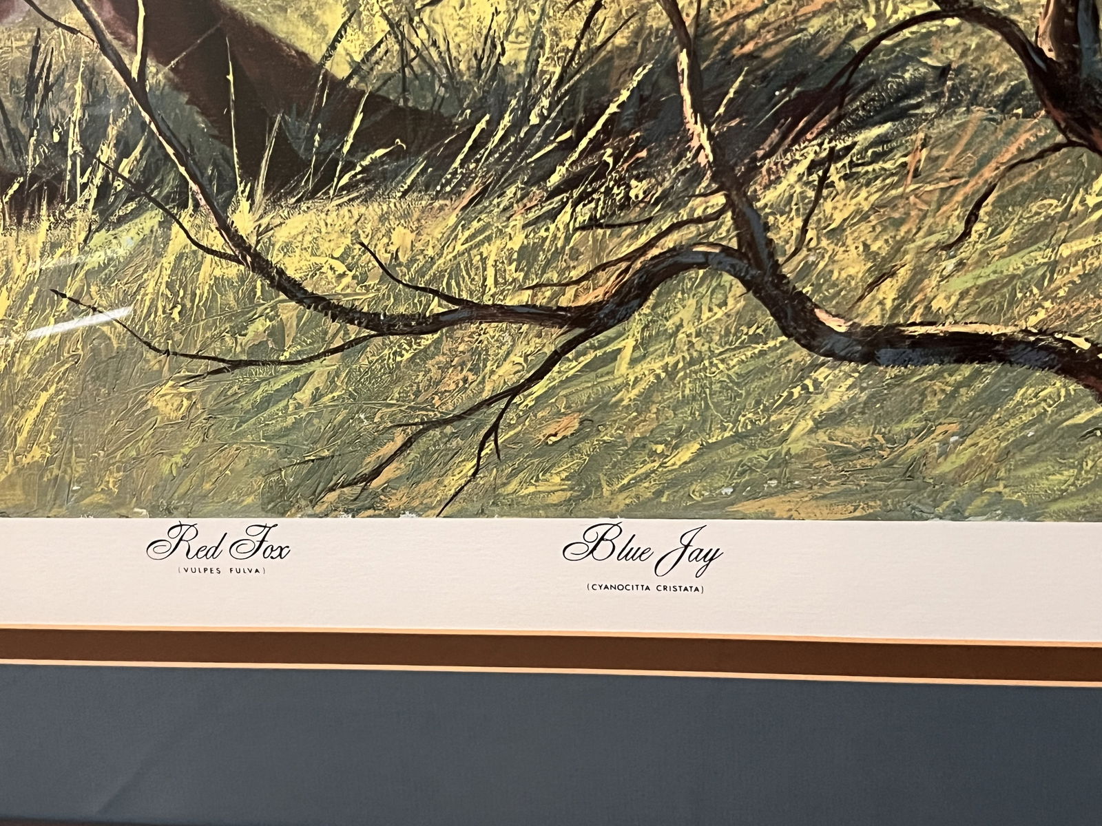 Peter Darro Wildlife Portraits - 3