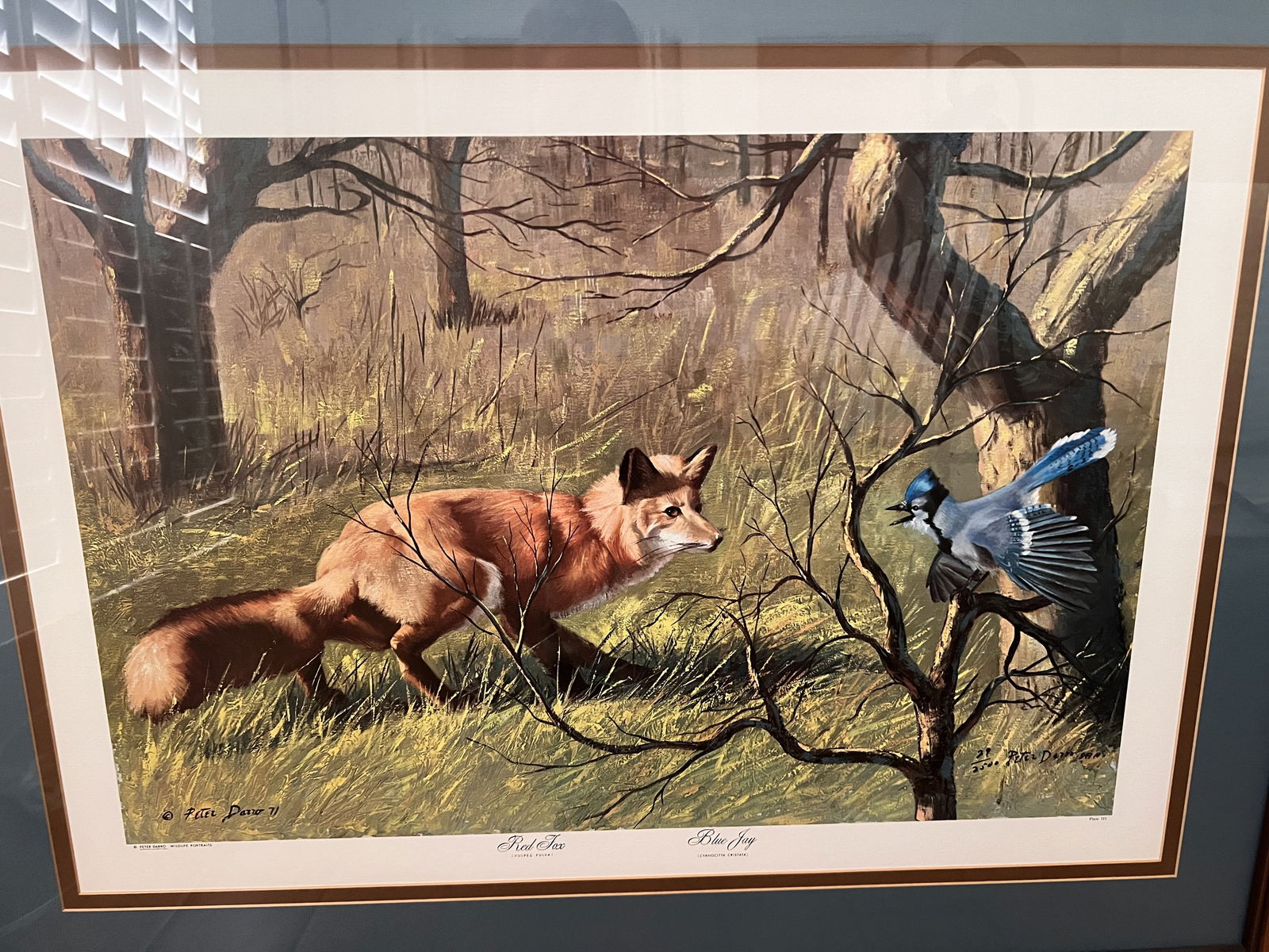 Peter Darro Wildlife Portraits - 5