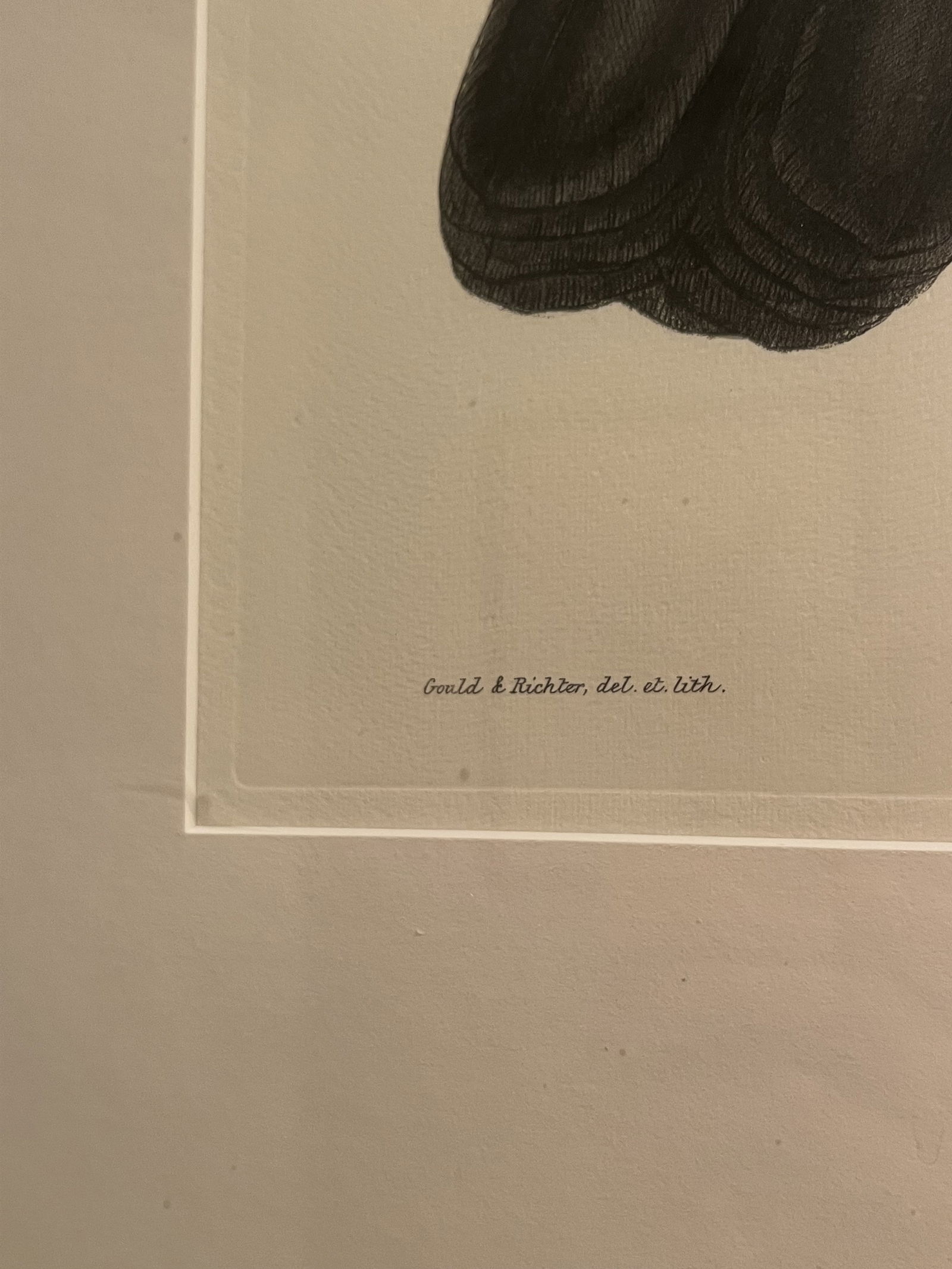 (2) John Gould & Richter Toucan Prints in J Pocker Frames - 12