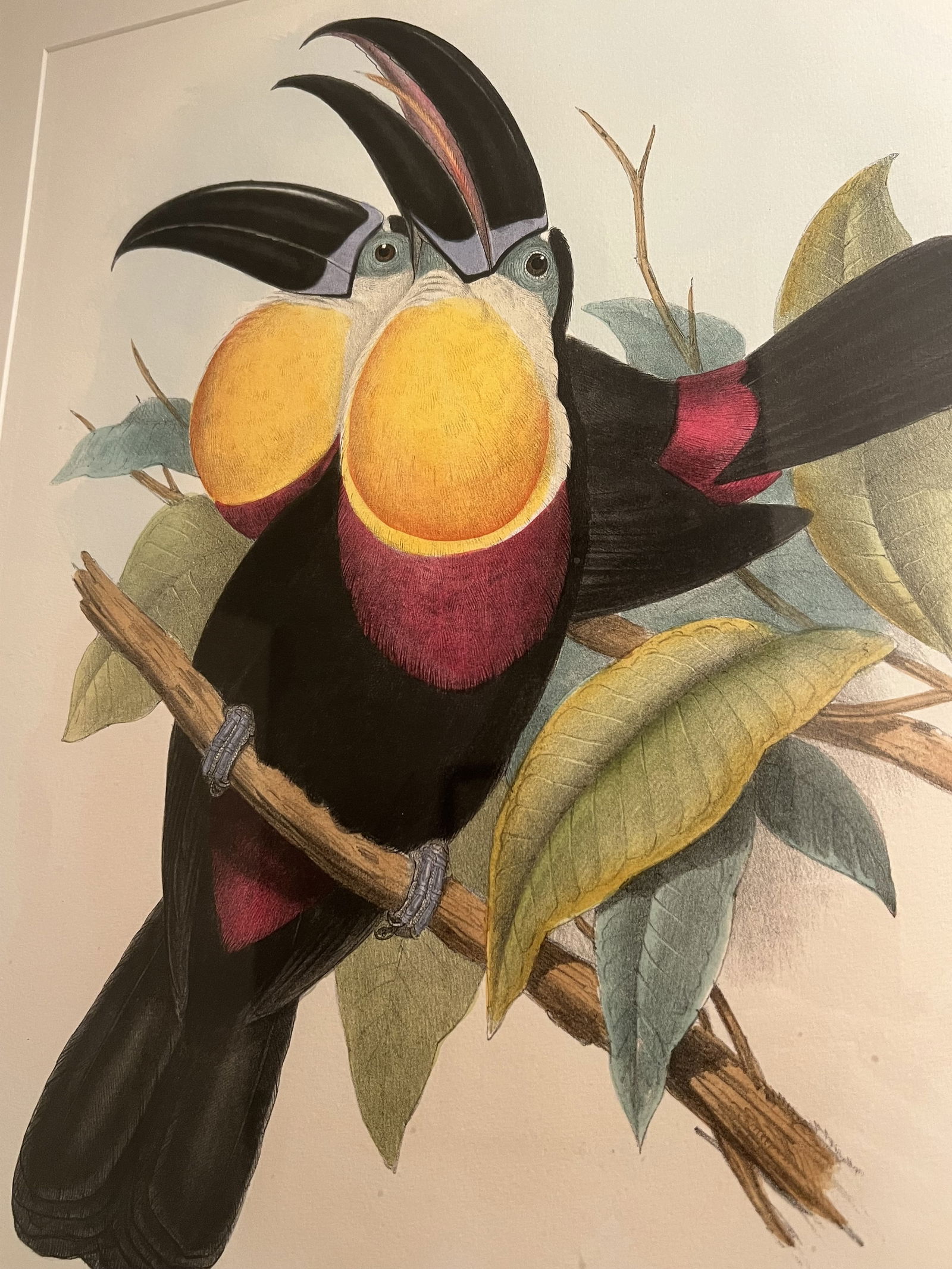 (2) John Gould & Richter Toucan Prints in J Pocker Frames - 13