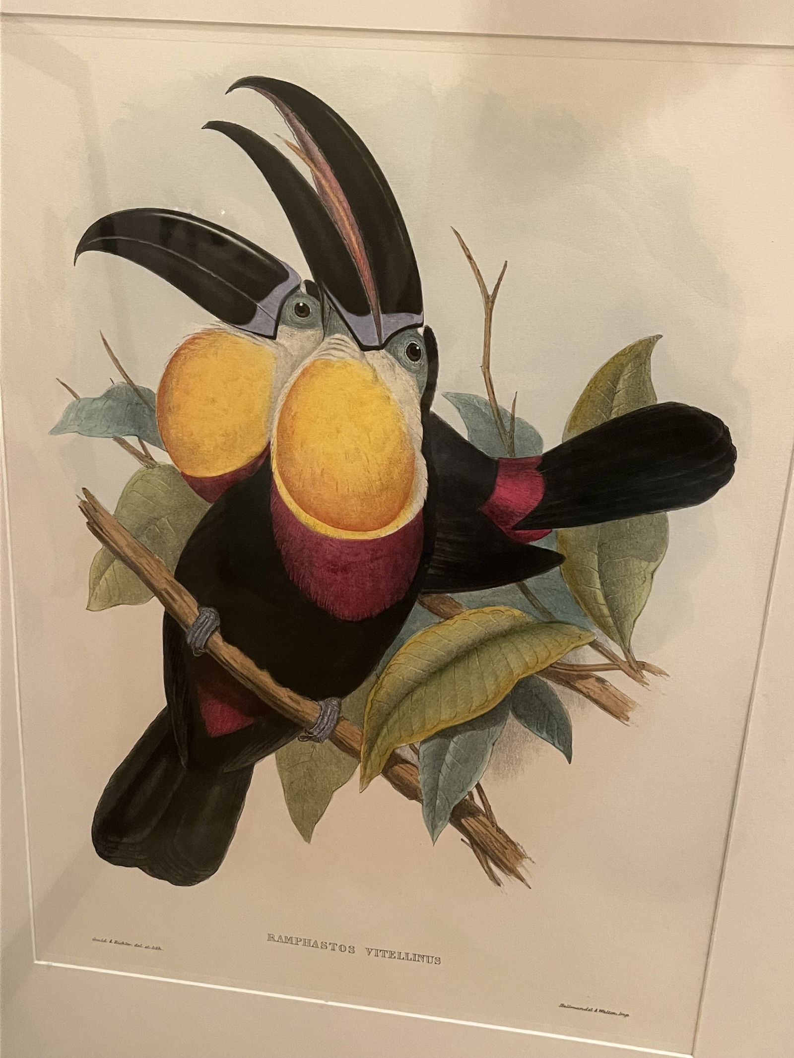 (2) John Gould & Richter Toucan Prints in J Pocker Frames - 2
