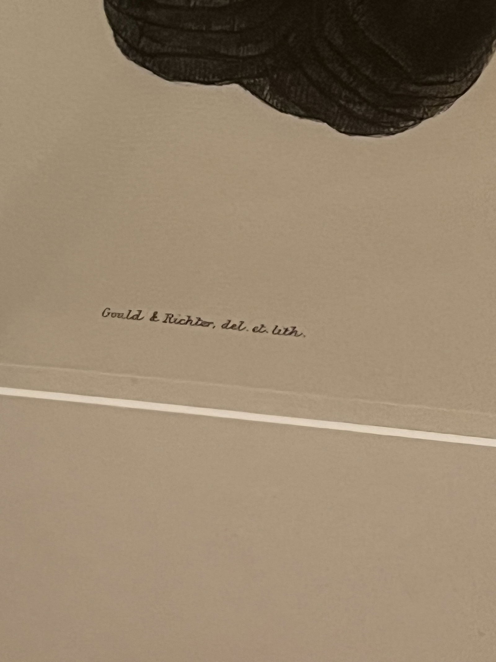 (2) John Gould & Richter Toucan Prints in J Pocker Frames - 3