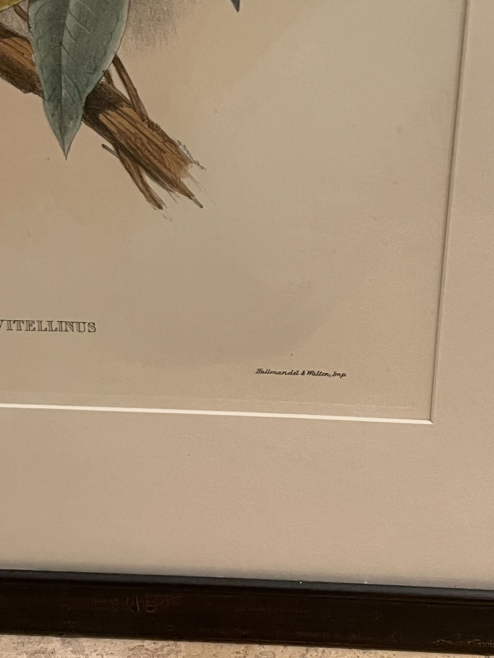 (2) John Gould & Richter Toucan Prints in J Pocker Frames - 4