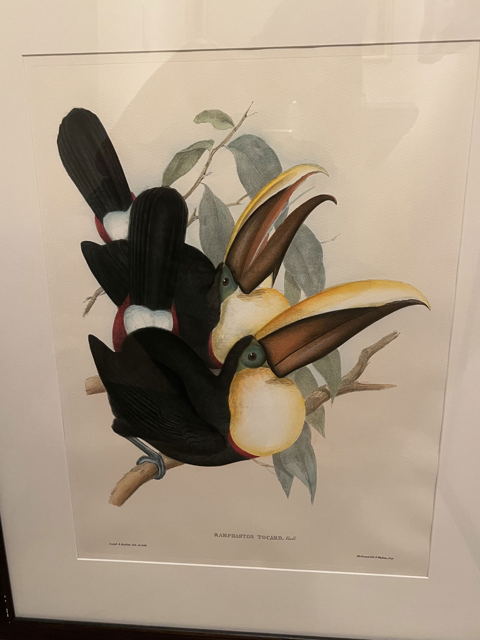 (2) John Gould & Richter Toucan Prints in J Pocker Frames - 6