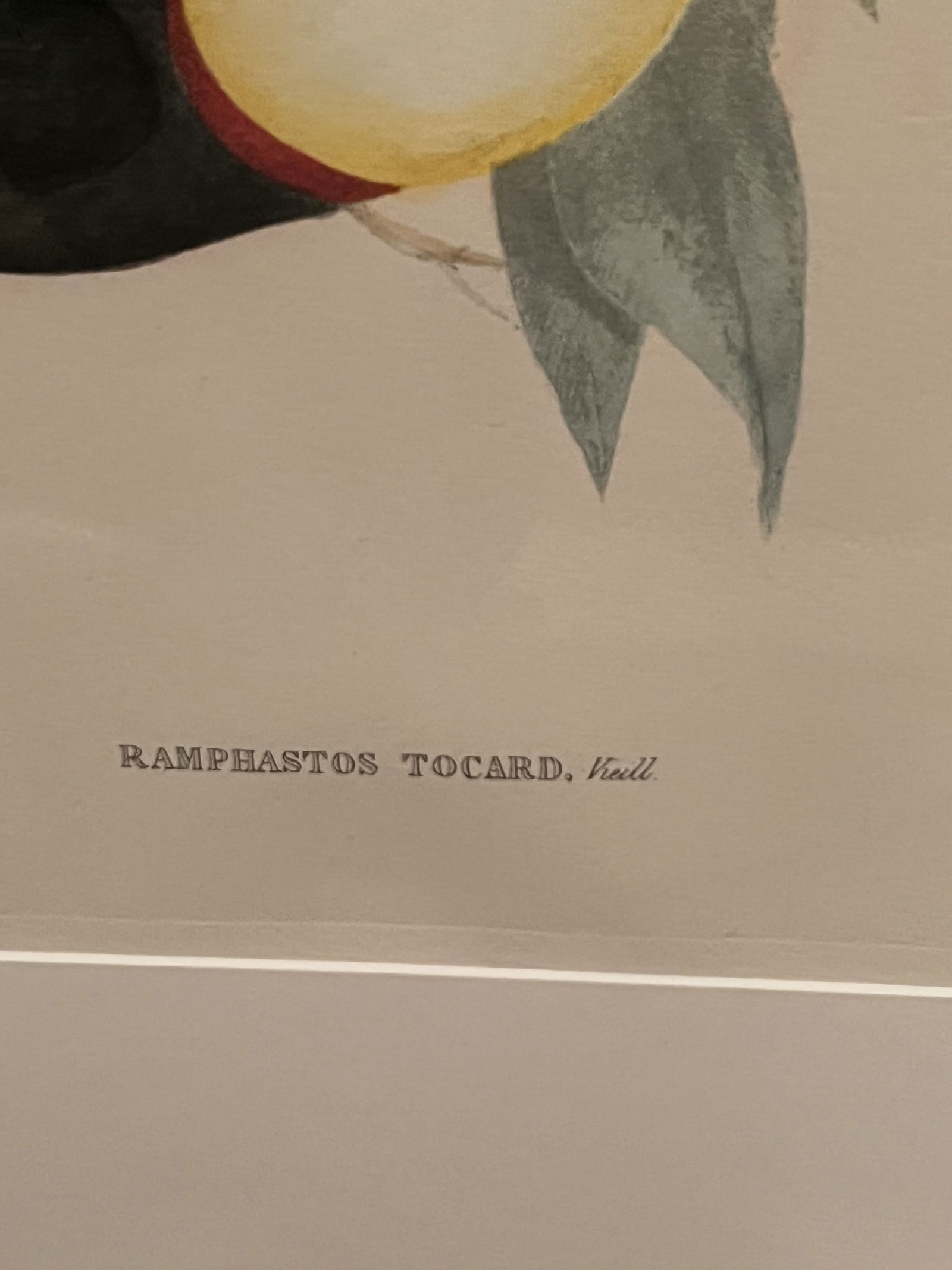 (2) John Gould & Richter Toucan Prints in J Pocker Frames - 7