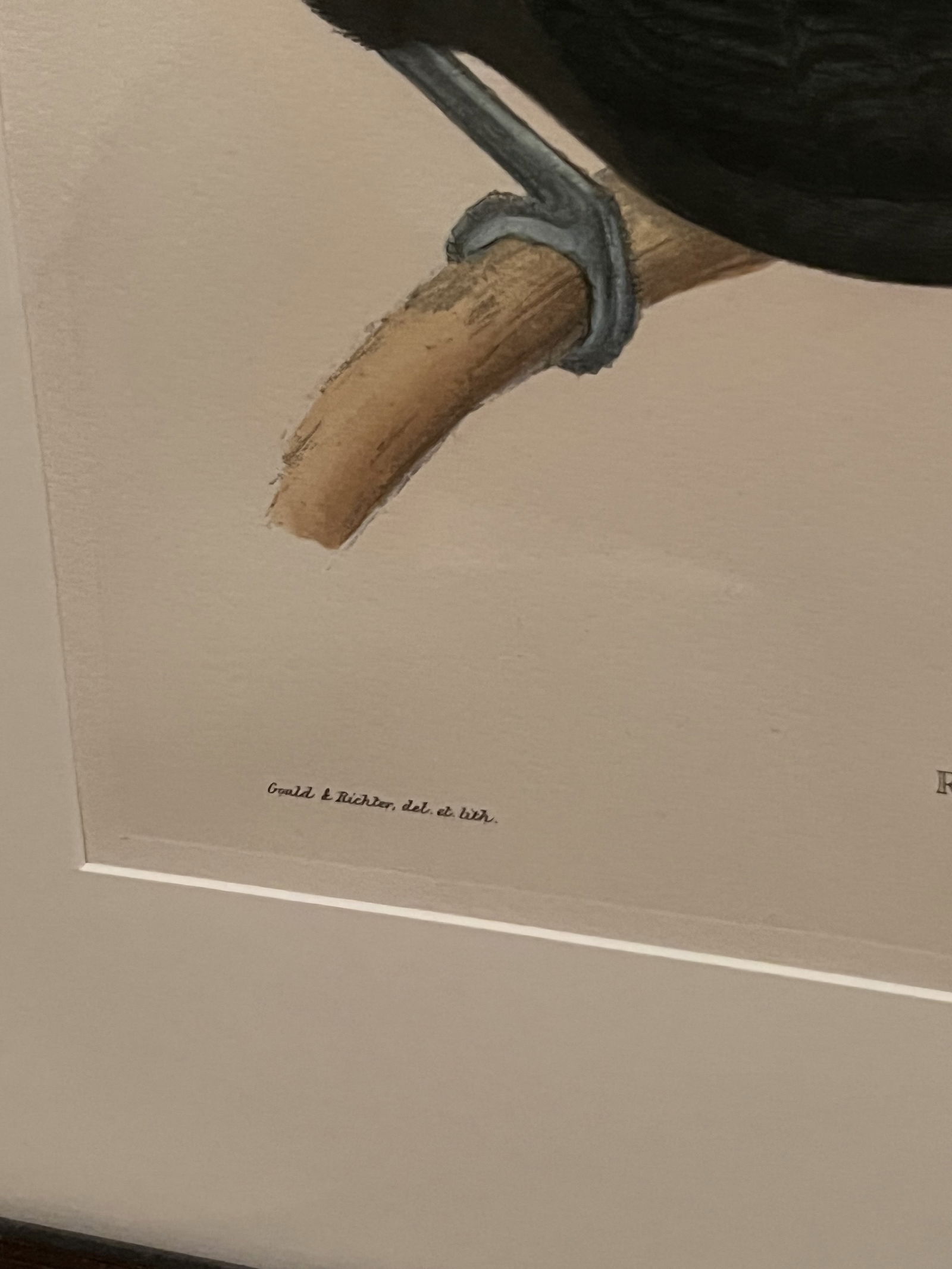 (2) John Gould & Richter Toucan Prints in J Pocker Frames - 8