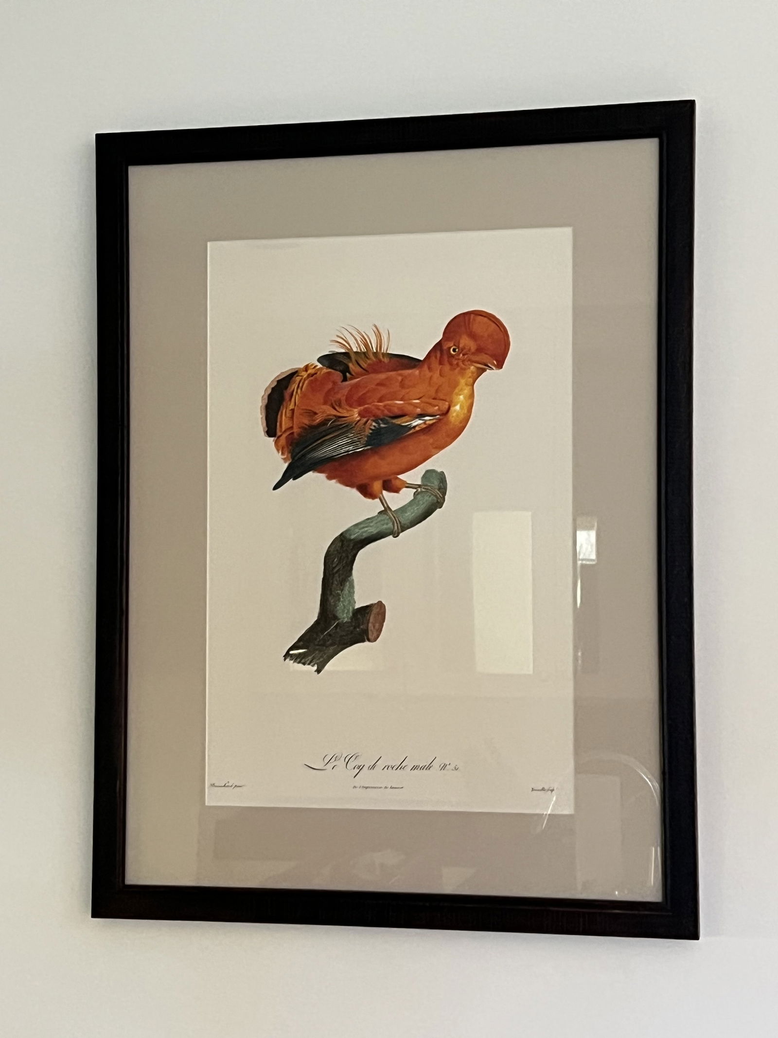 Single Elliott' s Best Oppenheimer Editions Lithograph of Birds: One Fine art print of birds by Barraband, Plate 51. Fine art print, archival pigments on watercolor paper. Dimensions: Frame: H 29" x W 22" Condition: Rubs to frame. Low Estimate: 10.00High
