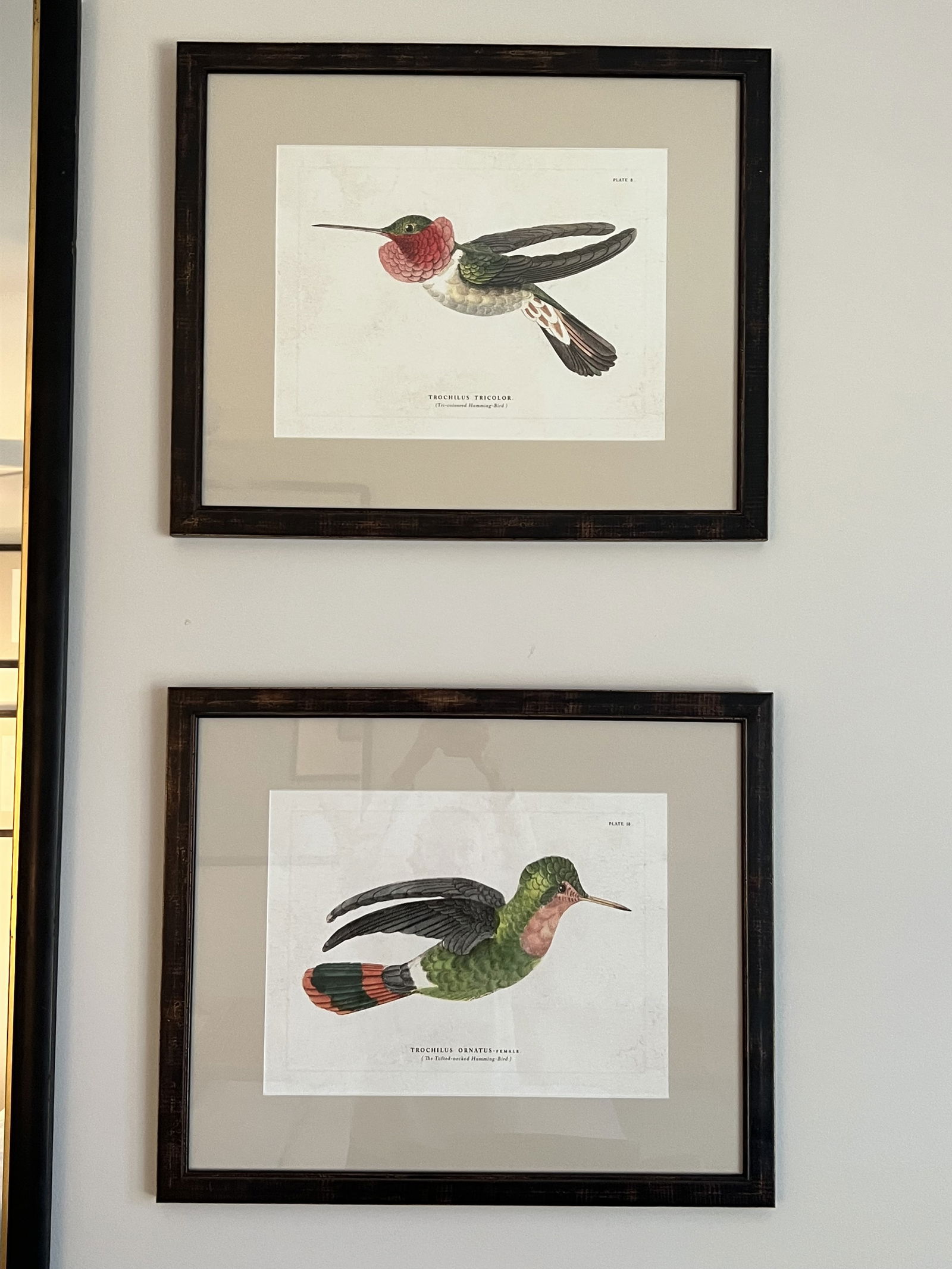 (2) Hummingbird Fine Art Prints: Reproduction prints in the style of Sir William Jardine's "The Naturalist Library". Titled Trochilus Ornatus and Trochilus Tricolor, they come in J Pocker Frames. Dimensions: Frame: H 20" x W 24"