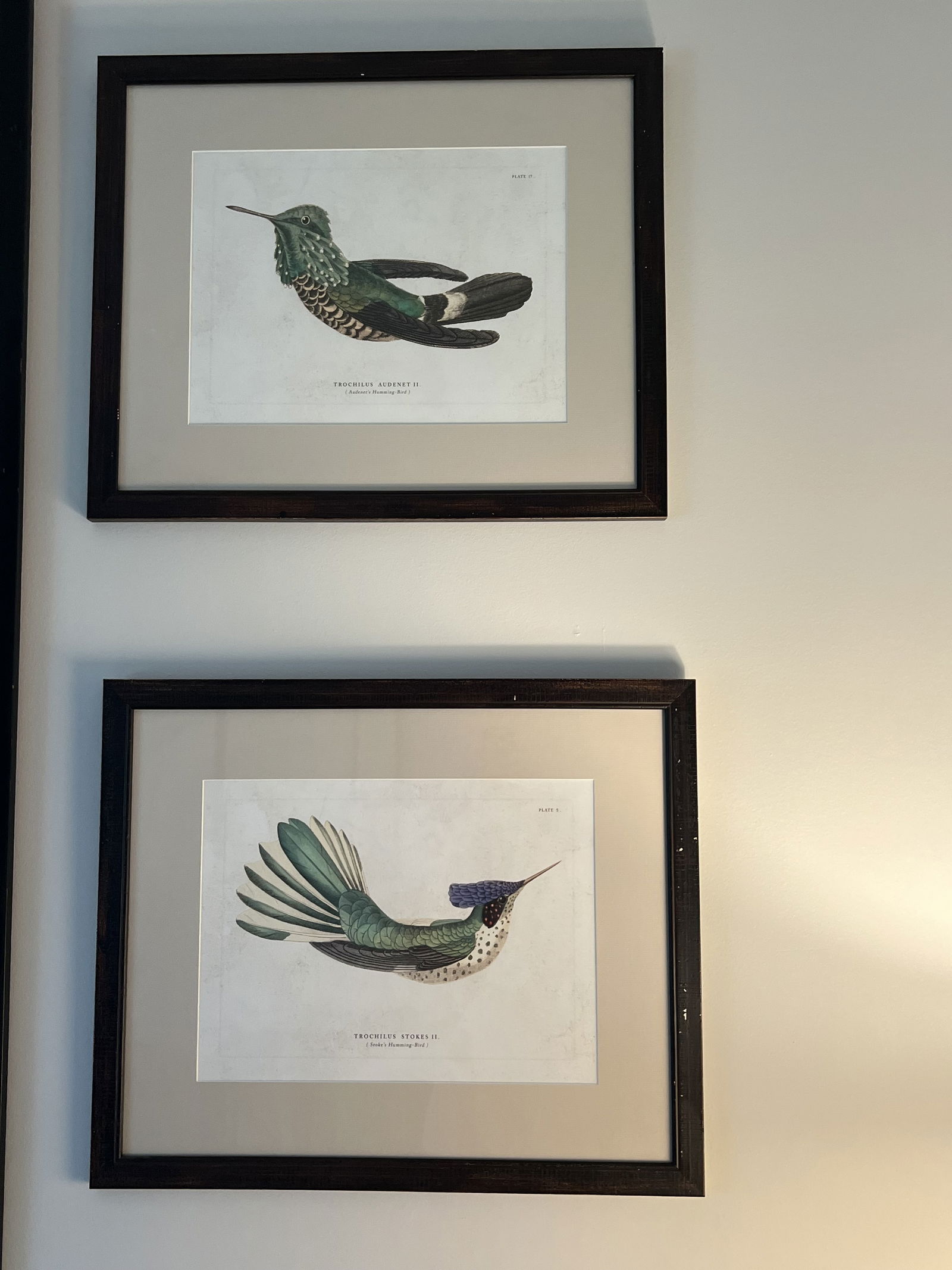 (2) Hummingbird Fine Art Prints: Reproduction prints in the style of Sir William Jardine's "The Naturalist Library". Titled Trochilus Stokes II Audenet II. They come in J Pocker Frames. Dimensions: Frame: H 20" x W 24" Condition: