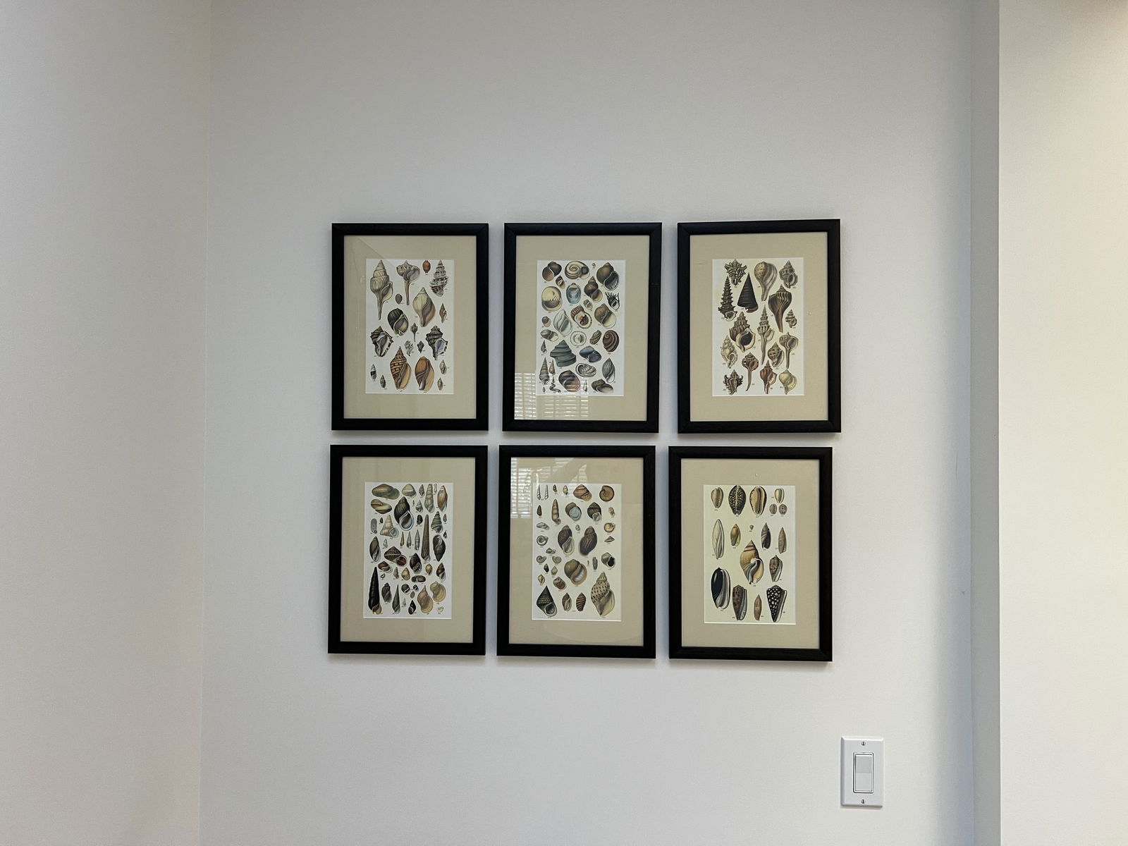 (6) Fine Art Prints of Seashells: A gallery of 6 nicely framed fine art prints of shells from "A conchological Manual" by George Brettingham Sowerby, first publised in 1859. These are contemporary, reproduction prints. Dimensions: