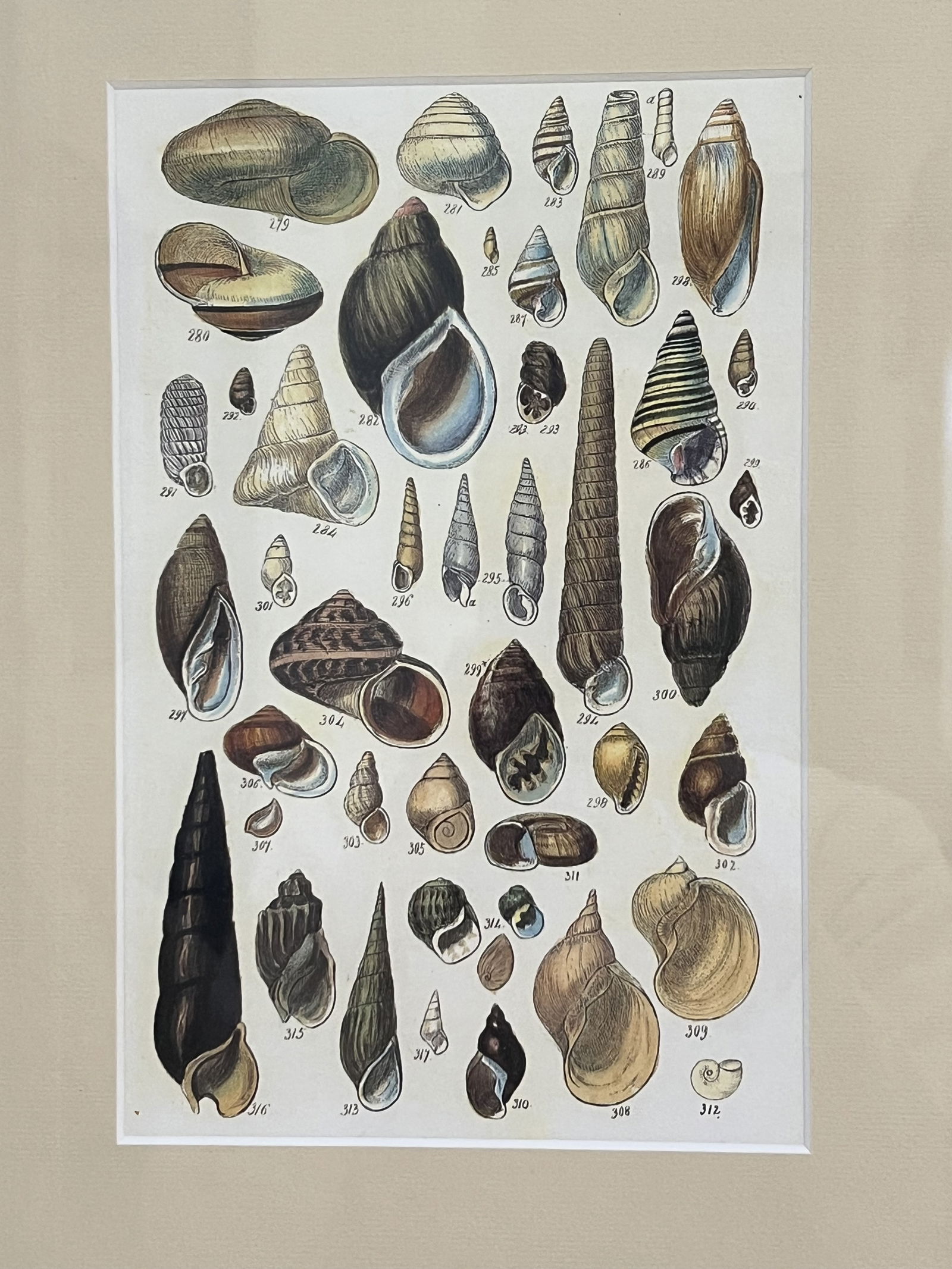 (6) Fine Art Prints of Seashells - 3