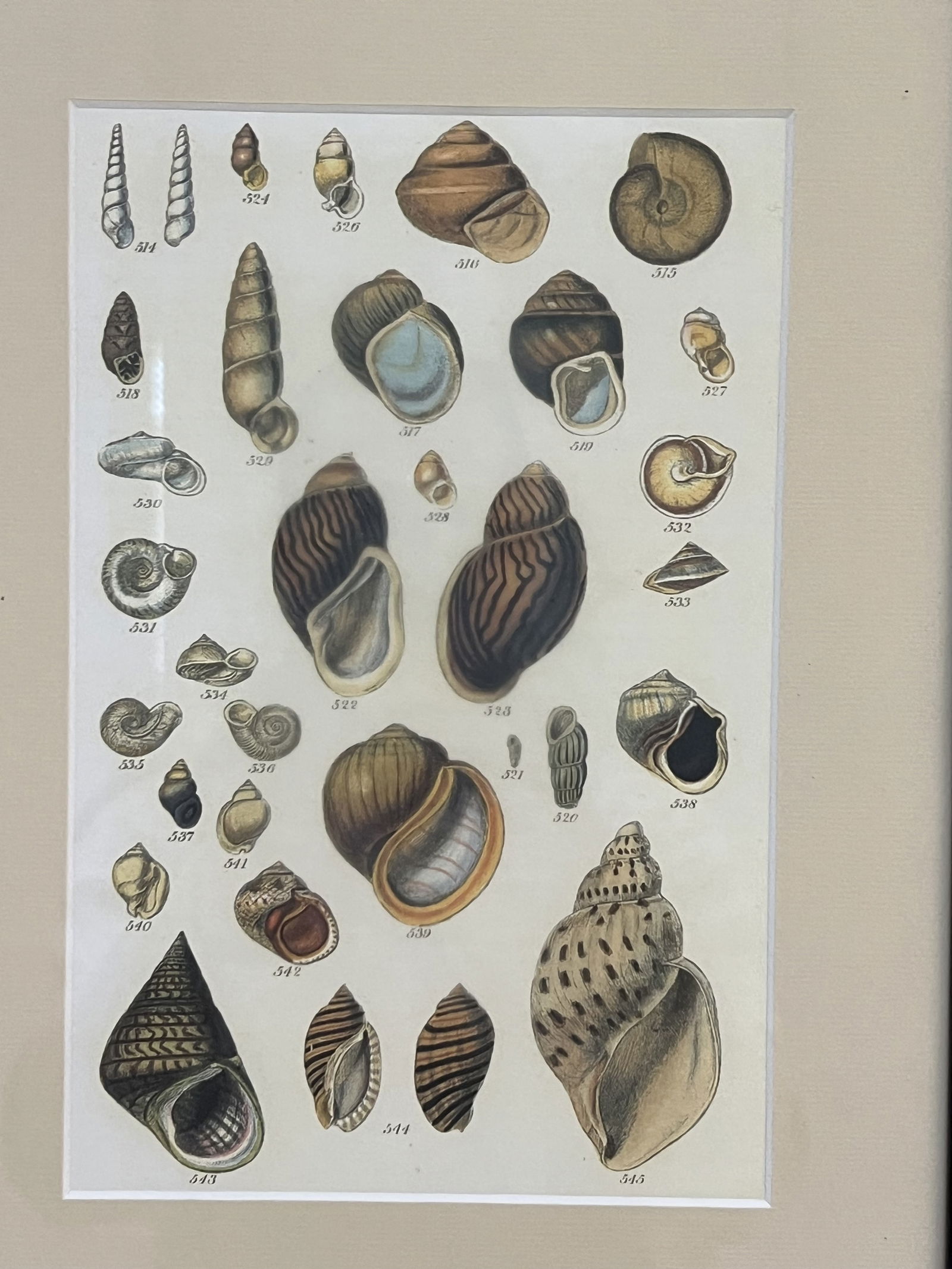 (6) Fine Art Prints of Seashells - 4