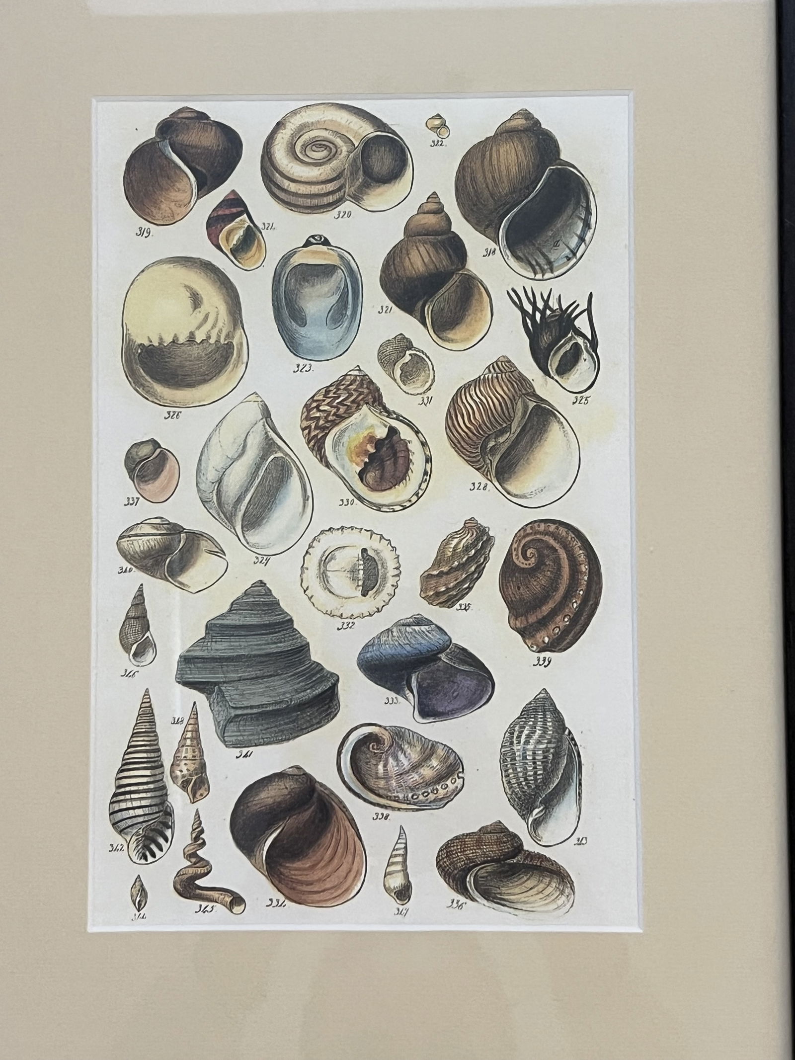 (6) Fine Art Prints of Seashells - 7