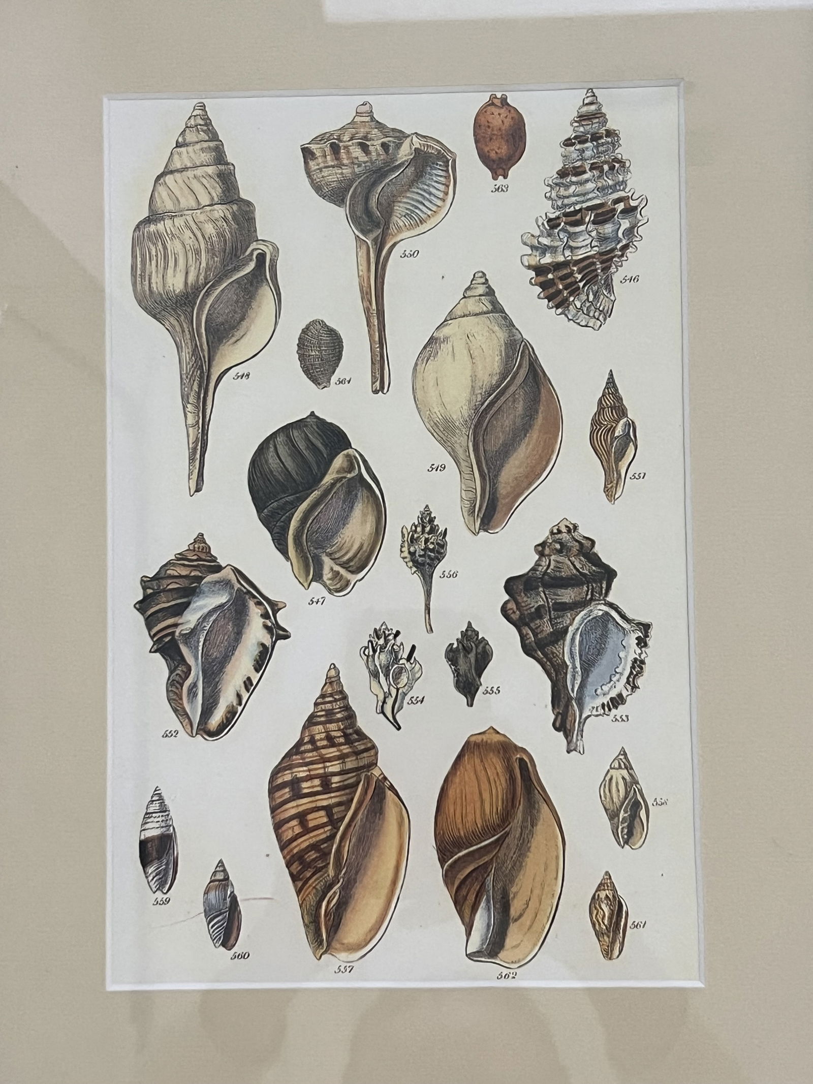 (6) Fine Art Prints of Seashells - 8