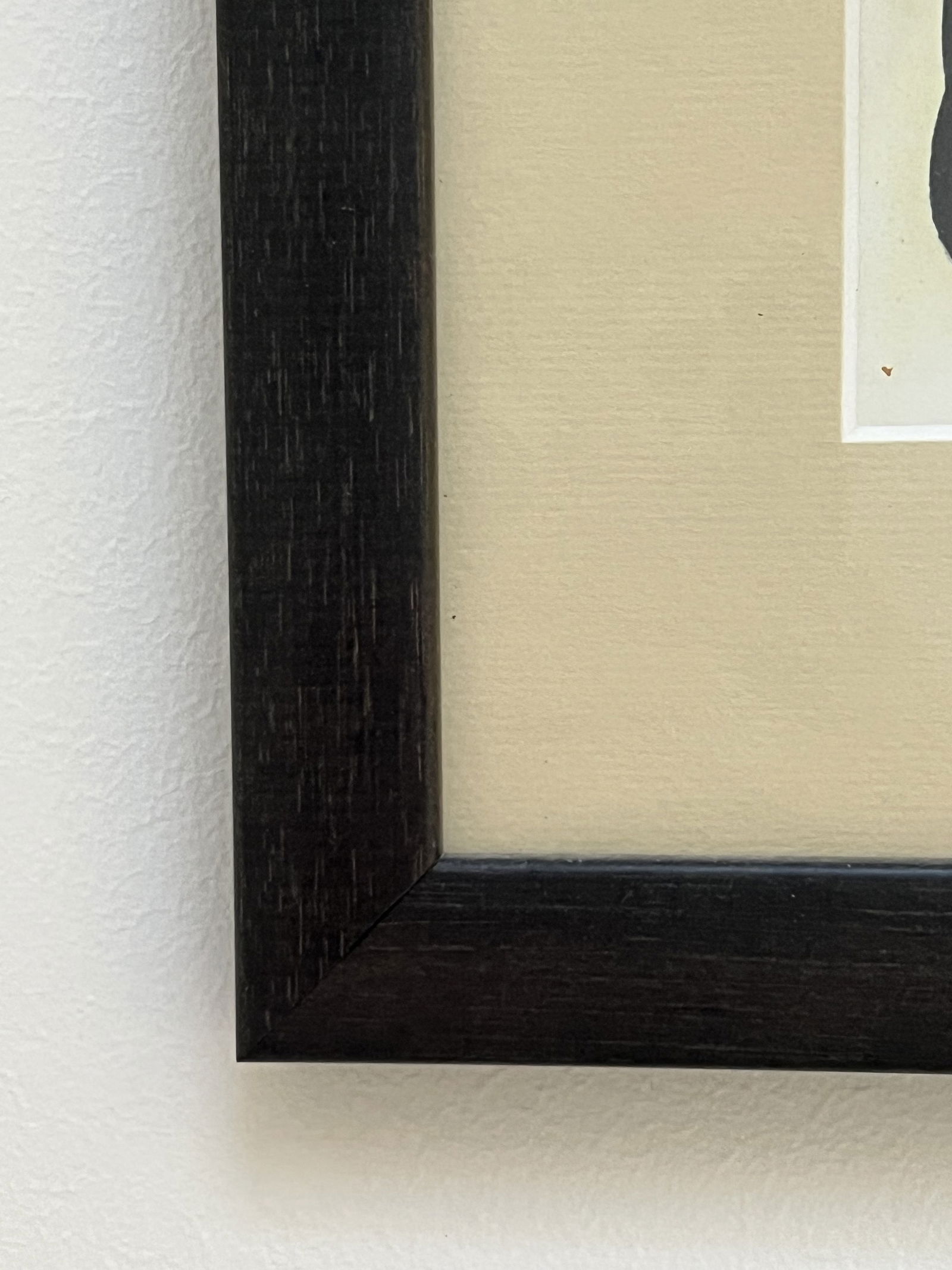 (6) Fine Art Prints of Seashells - 9