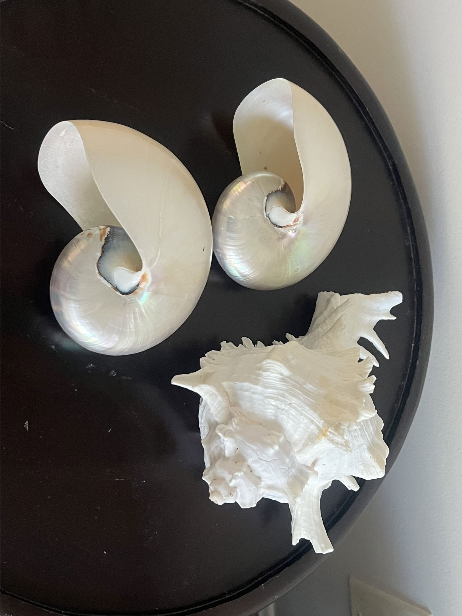 (3) Fashion Seashells (1 of 4)