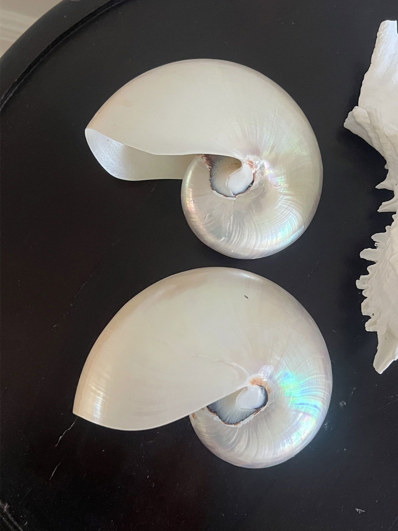 (3) Fashion Seashells - 2