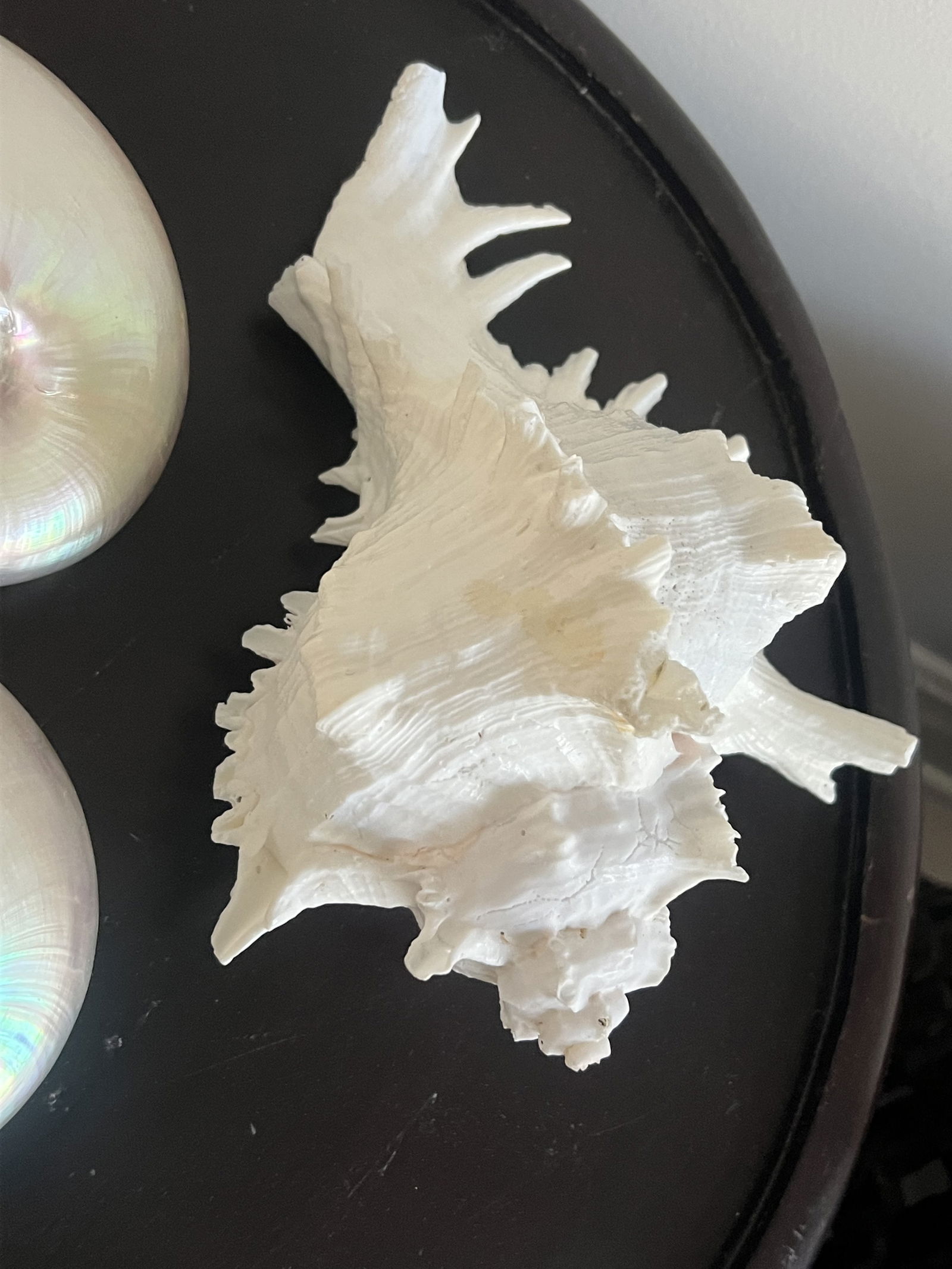 (3) Fashion Seashells - 3