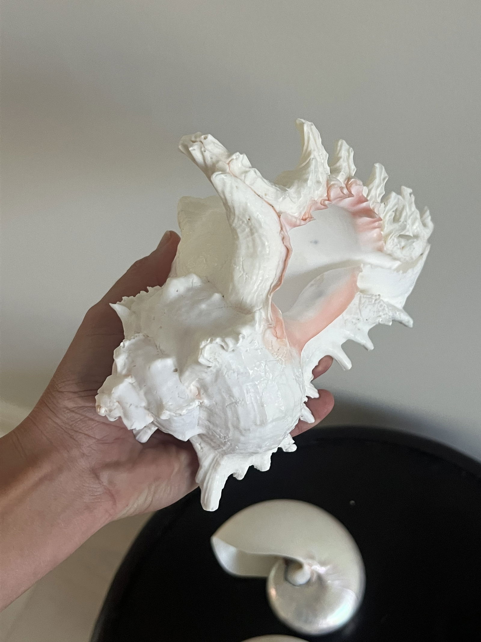 (3) Fashion Seashells - 4