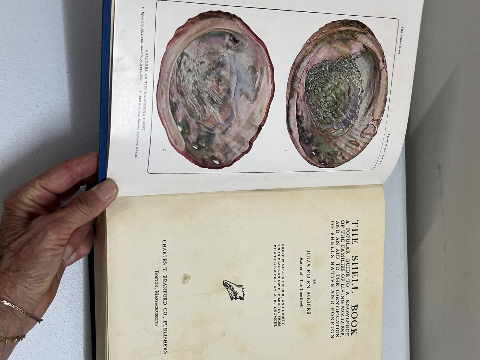 The Shell Book Julia E Rogers 1908 - 4