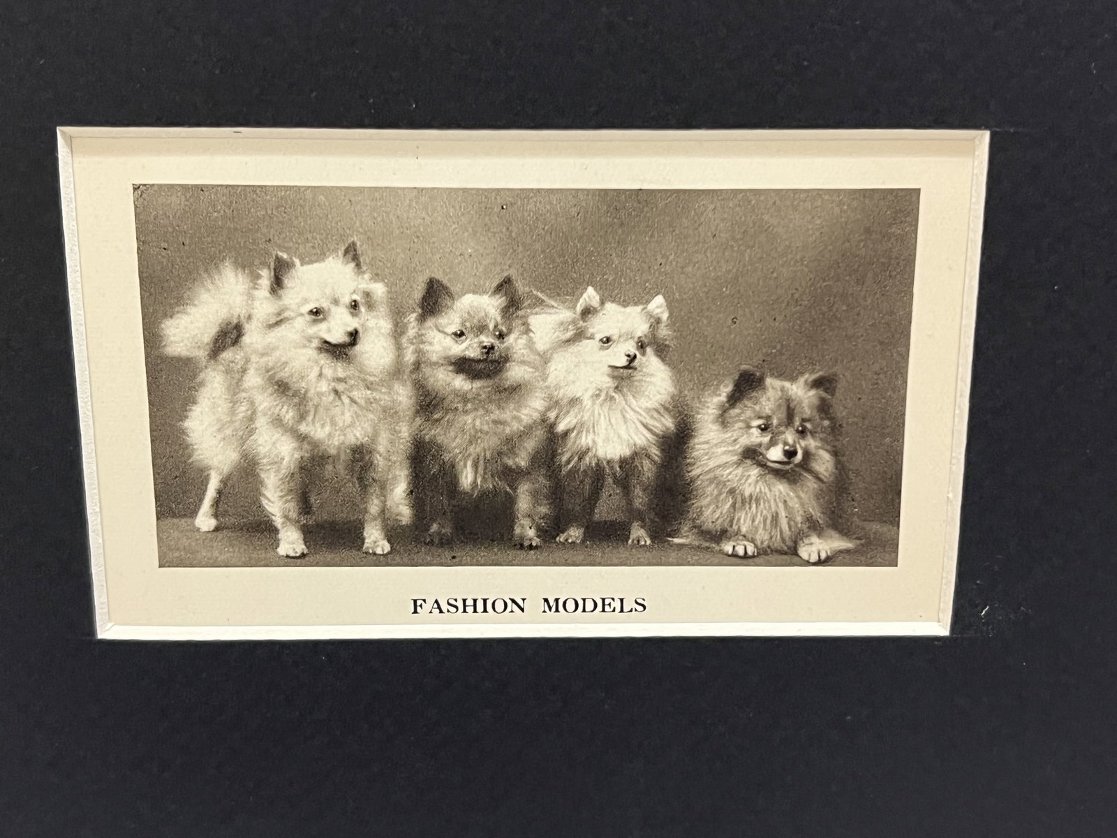 Pomeranian Art Including Prints and Ceramics - 8