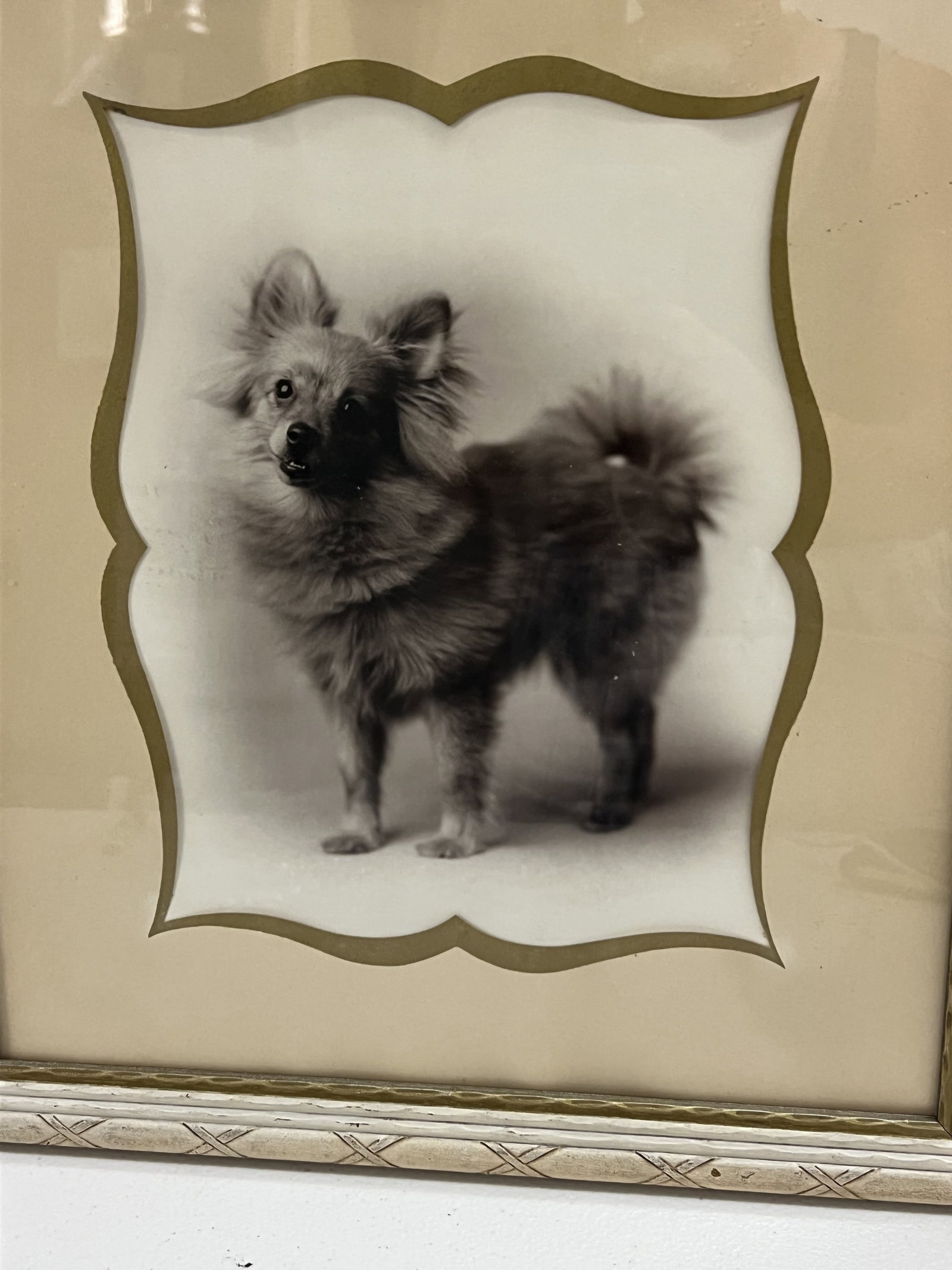 Vintage Pair of Pomeranian Black and White Photographs - 2