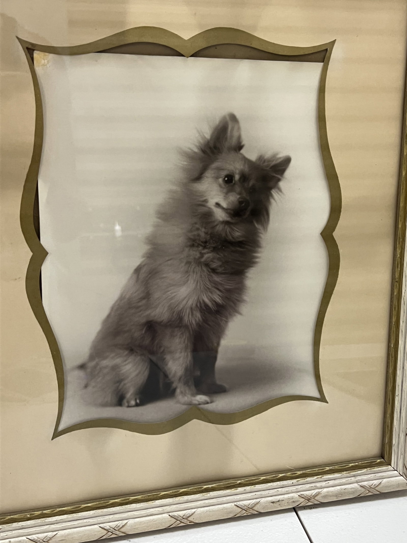 Vintage Pair of Pomeranian Black and White Photographs - 3