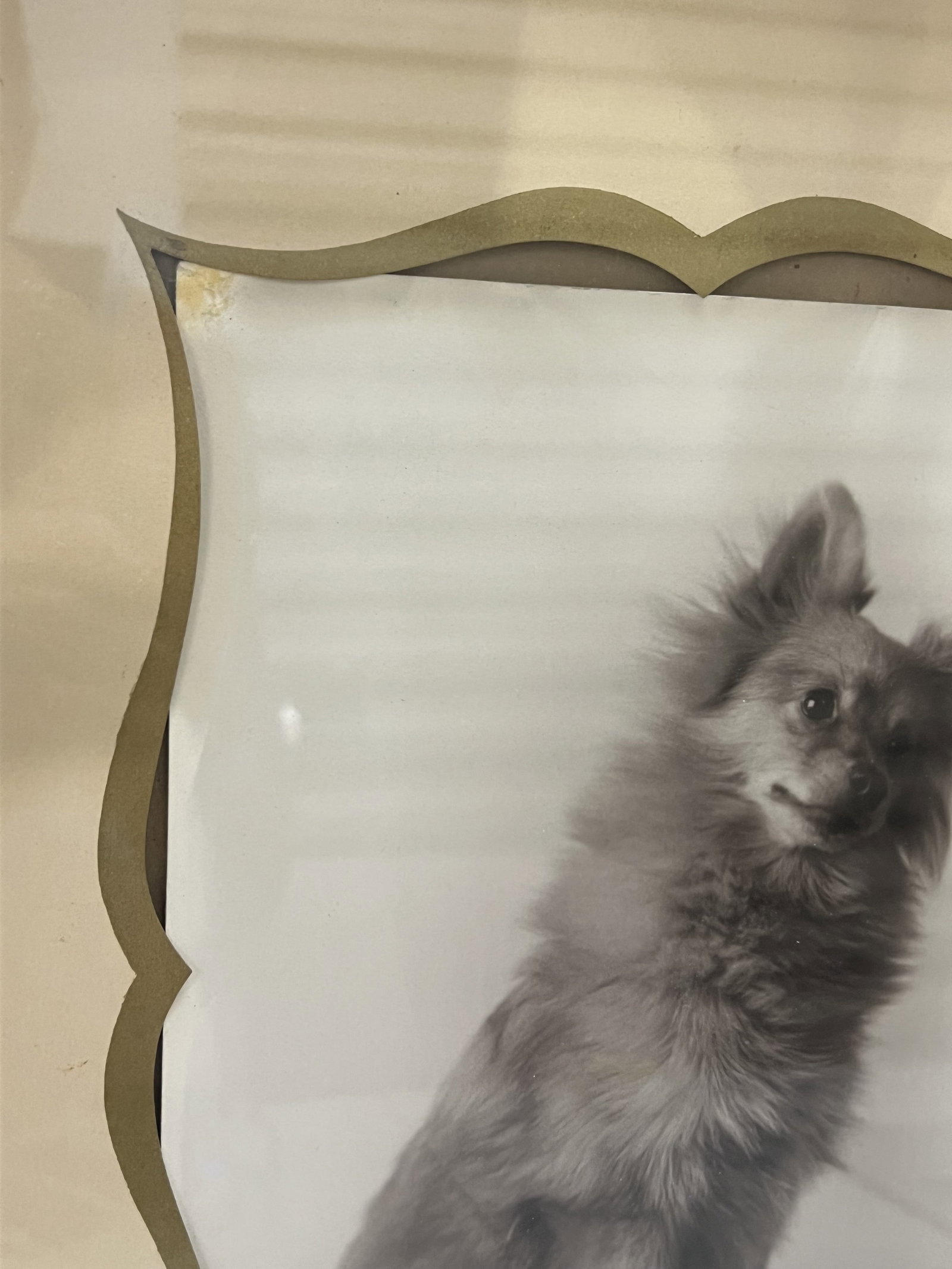 Vintage Pair of Pomeranian Black and White Photographs - 5