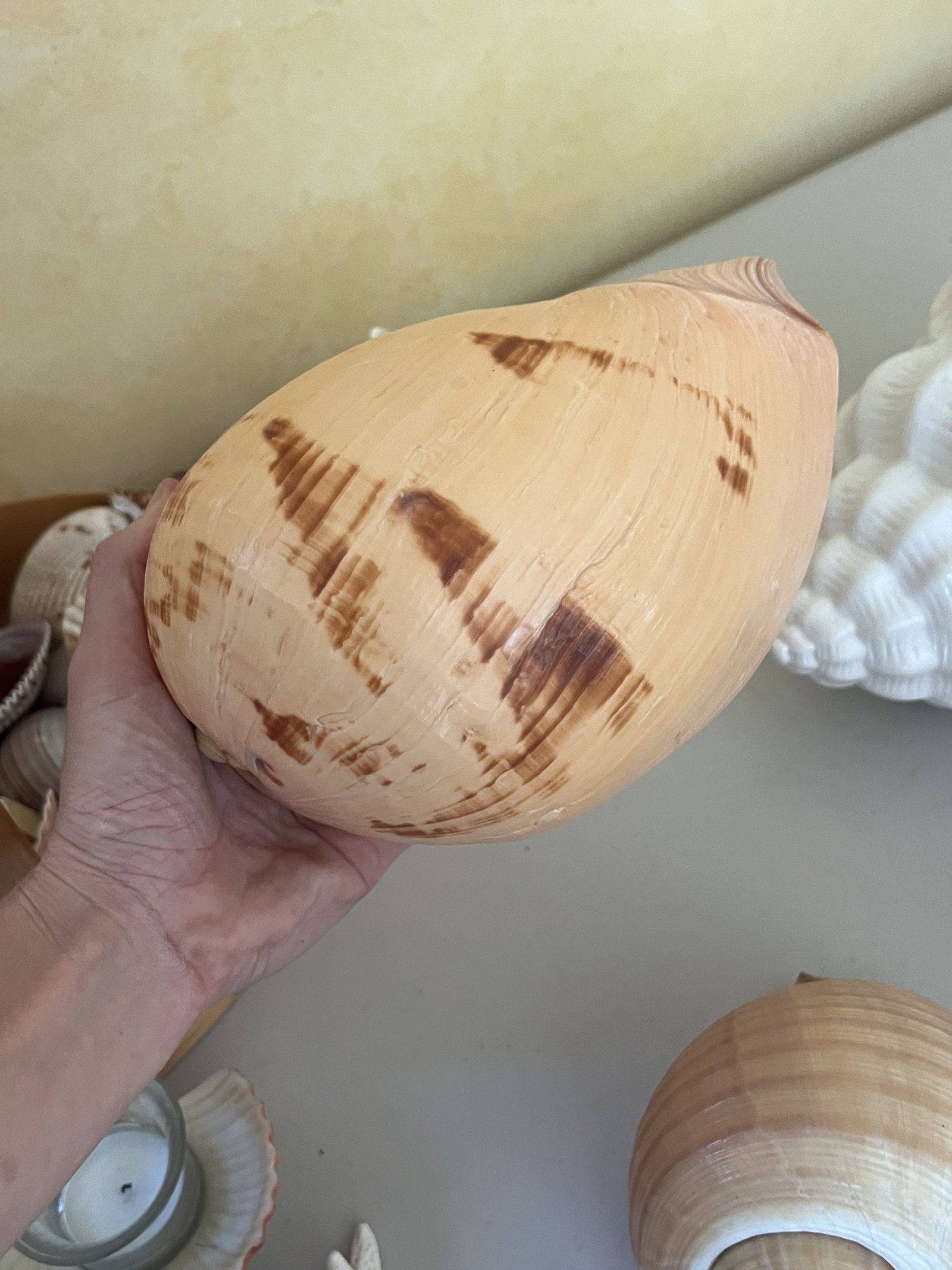 Grouping of Seashells - 10