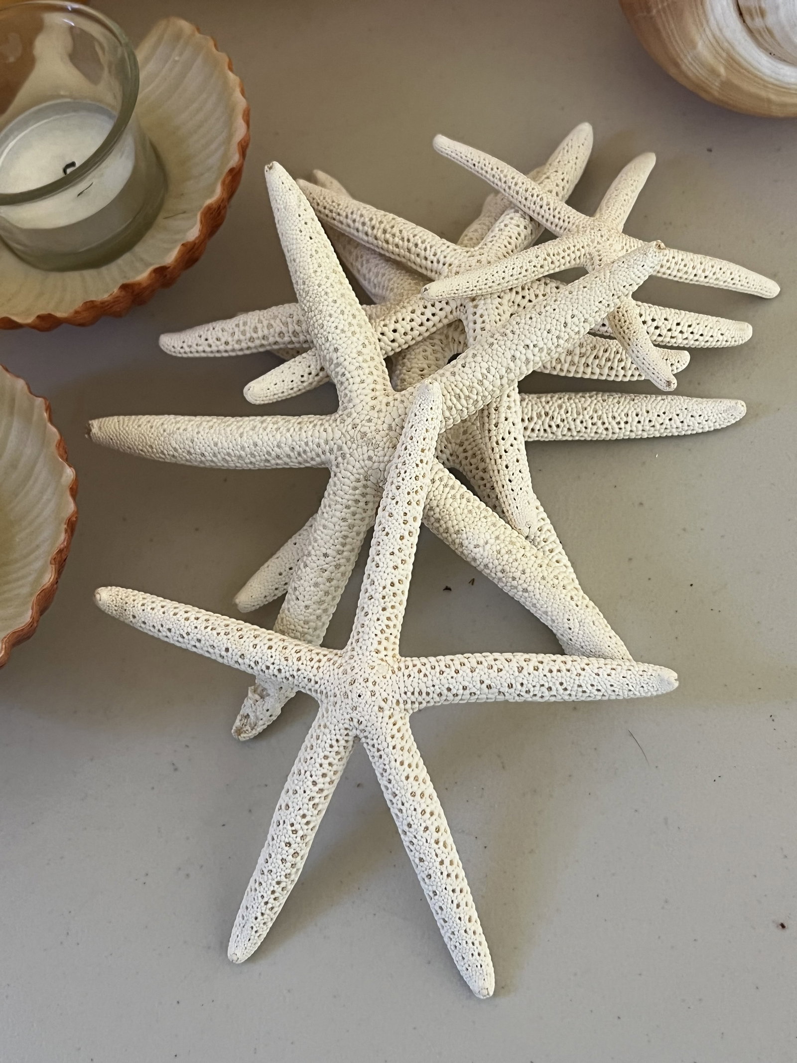 Grouping of Seashells - 2
