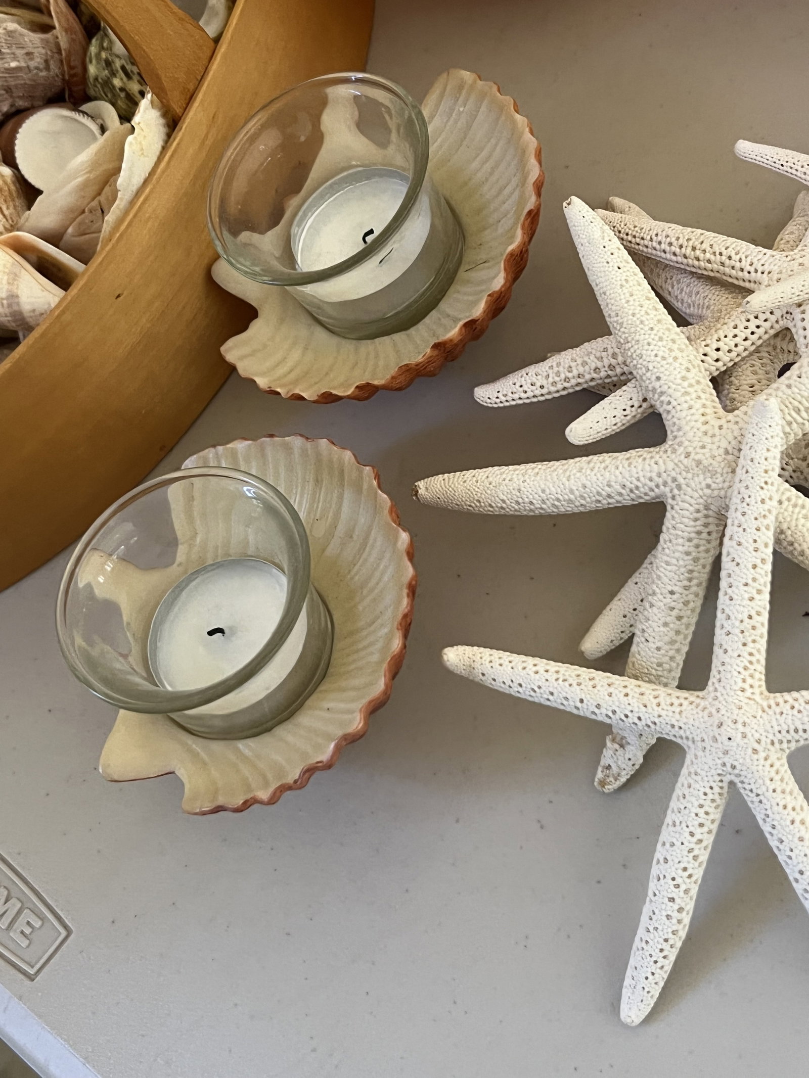 Grouping of Seashells - 3