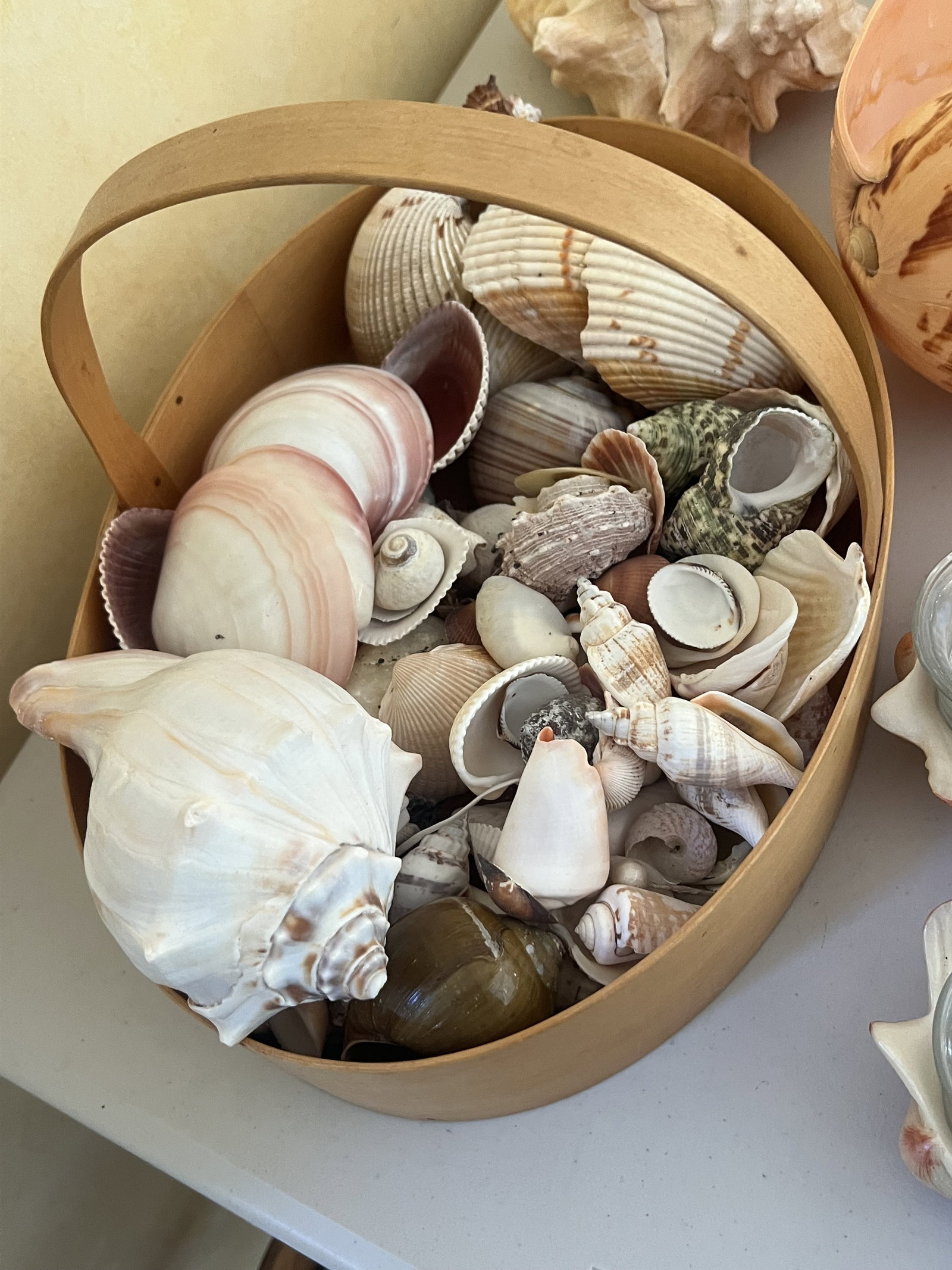 Grouping of Seashells - 4