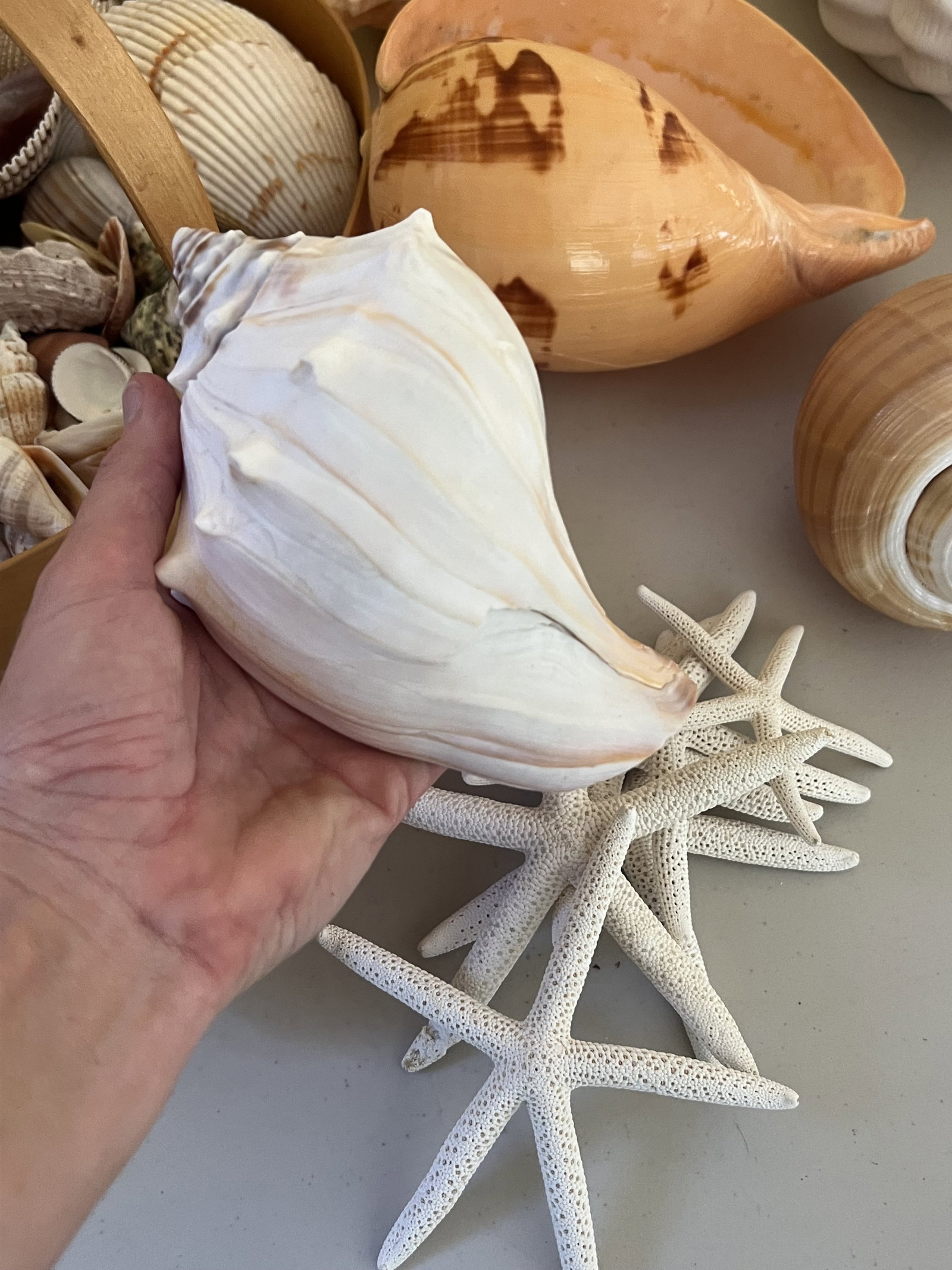 Grouping of Seashells - 5