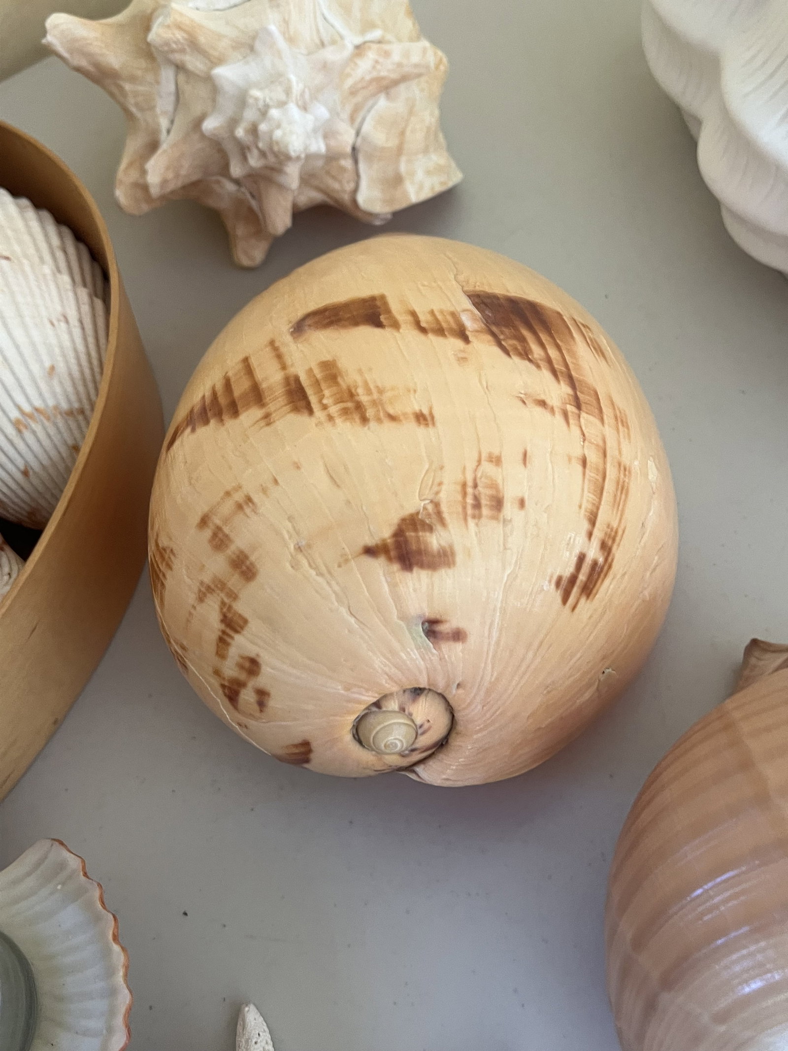Grouping of Seashells - 6